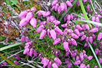 Froyskur klokkulyngur / Erica cinerea