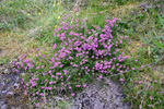 Føroyskur klokkulyngur / Erica cinerea