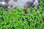 Svensk royðuber / Cornus suecica L. Hoyvík.