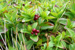 Svensk royðuber / Cornus suecica L. Hoyvík.