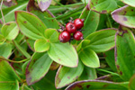 Svensk royðuber / Cornus suecica L. Hoyvík.