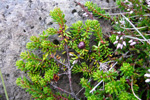 Vanligur berjalyngur / krákuber (Empetrum nigrum subsp. nigrum)