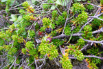 Vanligur berjalyngur / krákuber (Empetrum nigrum subsp. nigrum)