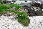 Mjátt sjógras / Armeria maritima, Hvítanes