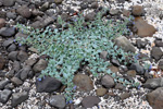 Svarrossatunga / Mertensia maritima