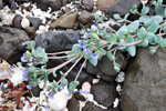 Svarrossatunga / Mertensia maritima