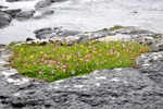 Summarblómur / Summer plants