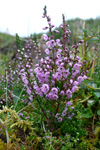 Vanligur heiðalyngur / Calluna vulgaris (L.) Hull