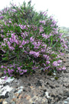 Vanligur heiðalyngur / Calluna vulgaris (L.) Hull