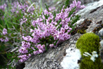 Vanligur heiðalyngur / Calluna vulgaris (L.) Hull