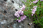 Vanligur heiðalyngur / Calluna vulgaris (L.) Hull