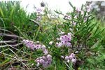 Vanligur heiðalyngur / Calluna vulgaris (L.) Hull