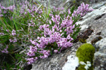 Vanligur heiðalyngur / Calluna vulgaris (L.) Hull