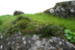 Vanligur heiðalyngur / Calluna vulgaris (L.) Hull