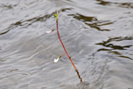 Fínt botnagras / Lobelia dortmanna L.