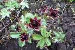 Díkimura / Potentilla palustris (L.) Scop. (Comarum palustre L.)