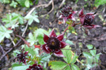 Díkimura / Potentilla palustris (L.) Scop. (Comarum palustre L.)