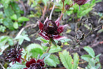 Díkimura / Potentilla palustris (L.) Scop. (Comarum palustre L.)