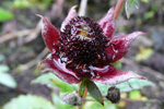 Díkimura / Potentilla palustris (L.) Scop. (Comarum palustre L.)