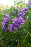 Skrykkjukrøkja / Vicia cracca L. 