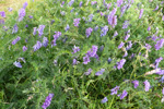 Skrykkjukrøkja / Vicia cracca L. 