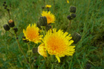 Akursvínamjólk / Sonchus arvensis L.