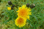 Akursvínamjólk / Sonchus arvensis L.