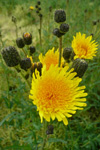 Akursvínamjólk / Sonchus arvensis L.