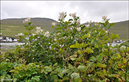 Filipendula camschatica