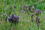 Íslendskt loppugras / Gentianella campestris