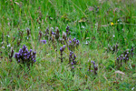 Íslendskt loppugras / Gentianella campestris