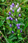 Íslendskt loppugras / Gentianella campestris