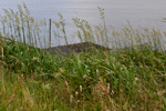 Royðrarroyggj / Phalaris arundinacea var. arundinaceae