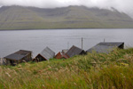 Royðrarroyggj / Phalaris arundinacea var. arundinaceae