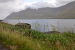 Royðrarroyggj / Phalaris arundinacea var. arundinaceae