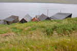 Royðrarroyggj / Phalaris arundinacea var. arundinaceae