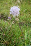 Blákollur (Líragras) / Succisa pratensis Moench, Sandoy 07.09.2011 