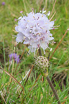 Blákollur (Líragras) / Succisa pratensis Moench, Sandoy 07.09.2011 