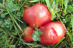 Hygrocype cantarellus