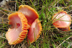 Hygrocype cantarellus