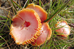 Hygrocype cantarellus