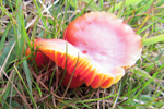 Hygrocype cantarellus