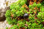 Tvíkynjaður berjalyngur / krákuber (Empetrum nigrum subsp. hermaphroditum (Hagerup) Böcher)