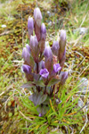 Íslendskt loppugras / Gentianella campestris