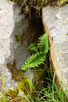 Trøllakalskampur / Dryopteris filis-mas L. Schott