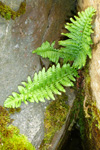 Trøllakalskampur / Dryopteris filis-mas L. Schott