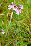 Eygnagras / Euphrasia officinalis, Kalsoy.