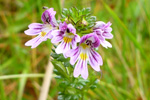 Eygnagras / Euphrasia officinalis, Kalsoy.