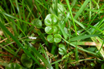 Eingjarkarsi / Cardamine pratensis L.