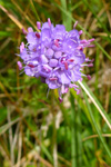 Blákollur (Líragras) / Succisa pratensis Moench, Sandoy 07.09.2011 